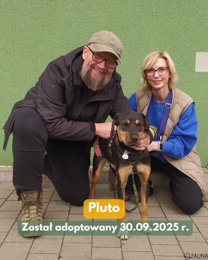 Psi tydzień w „Faunie” – kolejne psiaki znalazły domy!/fot. TOZ Fauna
