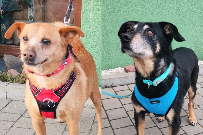 Adopcyjne podsumowanie tygodnia w Faunie. Kolejne zwierzaki znalazły dom!