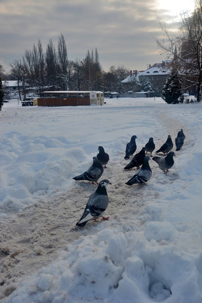 Czy zima znowu zaskoczyła drogowców? / fot. Jacek Knapik / Karolina Bauszek-Żurek