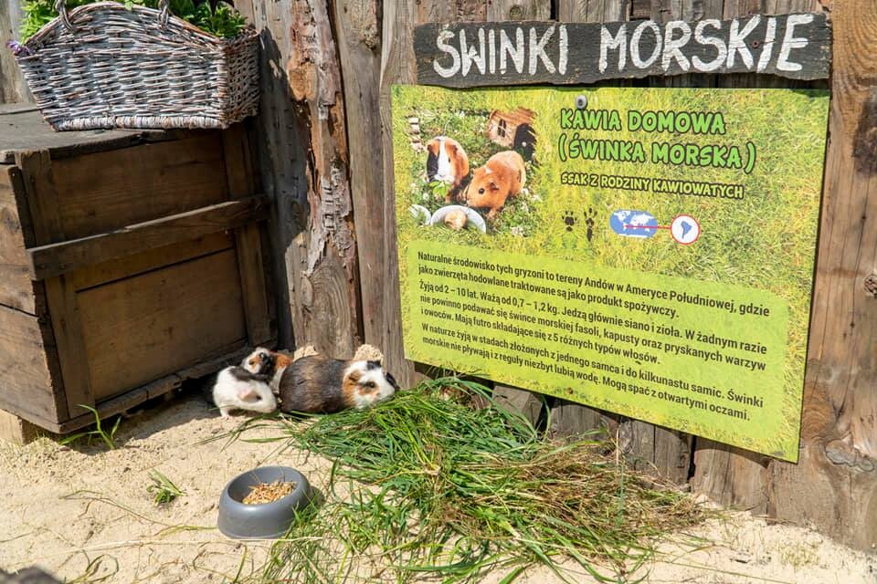 Ogromny zielony teren, mini zoo, ekologiczny plac zabaw i tablice sensoryczne - tak wygląda nowa siedziba Akademii Kreowania Uzdolnień Każdego Urwisa w Rudzie Śląskiej. 

fot. FB AKUKU