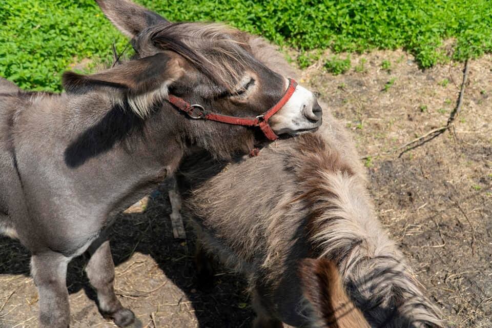 Ogromny zielony teren, mini zoo, ekologiczny plac zabaw i tablice sensoryczne - tak wygląda nowa siedziba Akademii Kreowania Uzdolnień Każdego Urwisa w Rudzie Śląskiej. 

fot. FB AKUKU