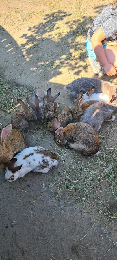 Akademia Kreowania Uzdolnień Każdego Urwisa to popularne miejsce na mapie województwa śląskiego. Kojarzy się z ogromnym zielonym terenem, mini zoo i terapeutycznym placem zabaw – słowem miejscem, gdzie spełniają się dziecięce marzenia. Teraz zmienia swoją siedzibę. Niebawem przeniesie się z Mikołowa i pojawi się w Rudzie Śląskiej-Wirku!