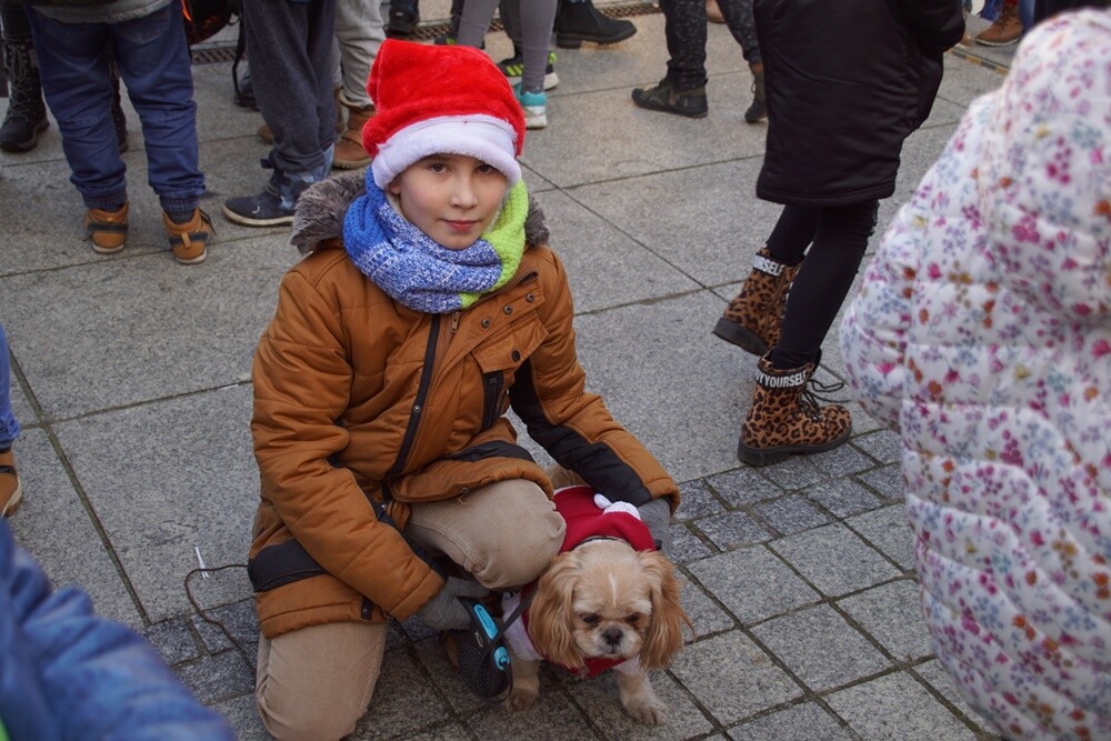 Bieg Mikołajów w Rudzie Śląskiej to już tradycja!Tym razem rudzianie o wielkich sercach pobiegli, żeby pomóc czternastoletniej Wiktorii, która od pięciu lat walczy z ciężką chorobą - histiocytozą, która zdarza się raz na milion osób. Wczoraj udało się spełnić jedno z marzeń dziewczynki. W czasie biegu otrzymała ona pieska rasy sznaucer miniaturowy.