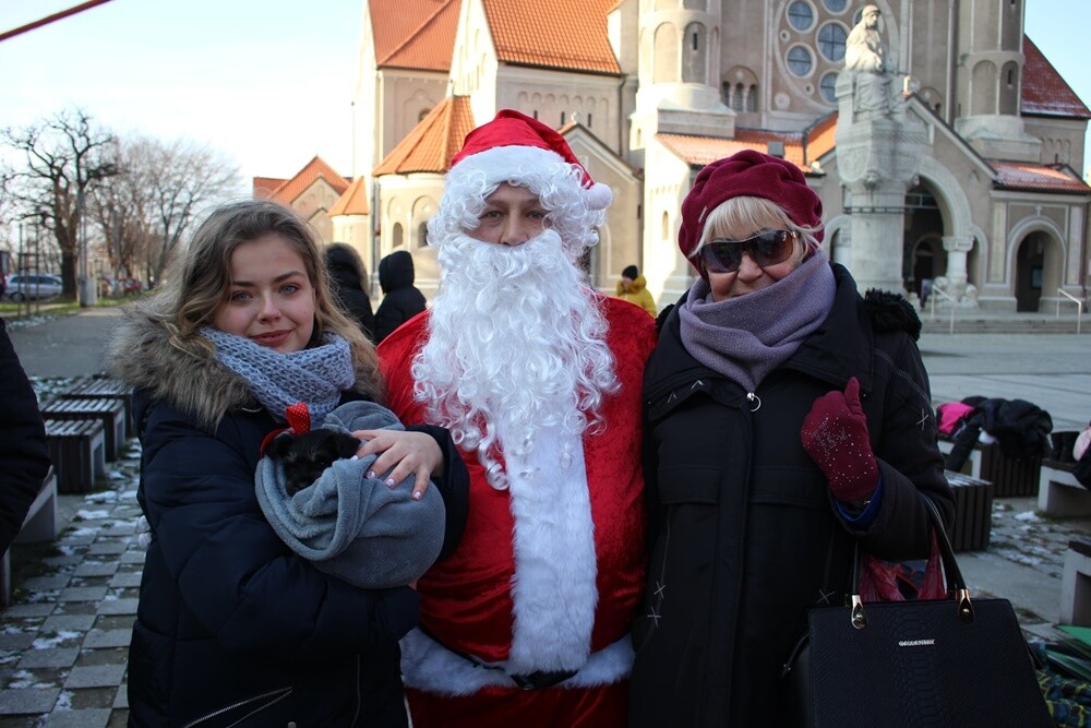 Bieg Mikołajów w Rudzie Śląskiej to już tradycja!Tym razem rudzianie o wielkich sercach pobiegli, żeby pomóc czternastoletniej Wiktorii, która od pięciu lat walczy z ciężką chorobą - histiocytozą, która zdarza się raz na milion osób. Wczoraj udało się spełnić jedno z marzeń dziewczynki. W czasie biegu otrzymała ona pieska rasy sznaucer miniaturowy.
