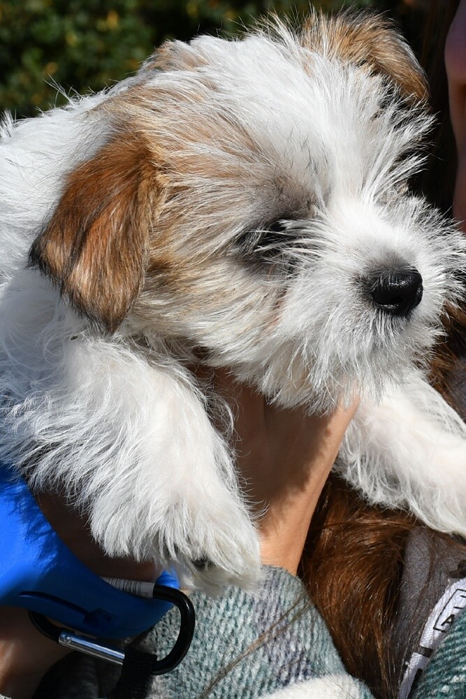 Październikowy Bieg Wiewiórki w Rudzie Śląskiej. / fot. Jacek Knapik