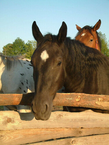 Bielszowice - Stajnia Ranczo "Doris"