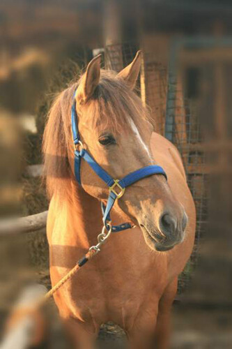 Bielszowice - Stajnia Ranczo "Doris"