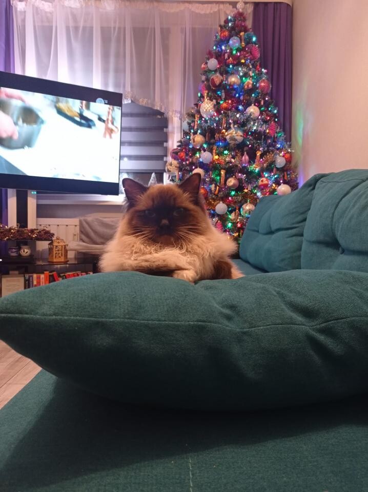 Tradycyjnie już jak co roku na Facebooku RudaSlaska.com.pl poprosiliśmy naszych czytelników, aby wysłali nam zdjęcia swoich choinek bożonarodzeniowych. Odzew był bardzo pozytywny.