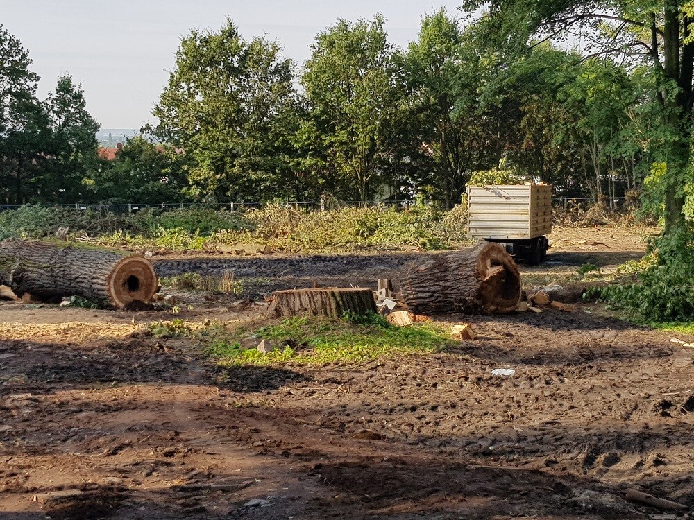 Rozpoczęła się budowa nowego supermarketu a osiedlu Paderewskiego w Rudzie Śląskiej, przy ulicy Kokota. Na teren budowy wjechał już "ciężki sprzęt". Inwestycja mocno zmieni krajobraz osiedla - aby sklep powstał, będzie konieczne wycięcie 95 drzew!
