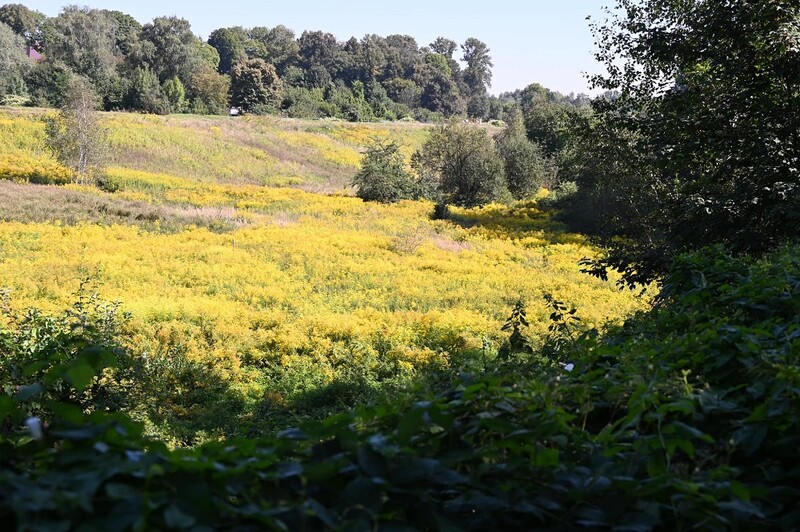 Bytomka zyska drugie życie dzięki unijnej dotacji. Ponad 21 mln zł na renaturyzację