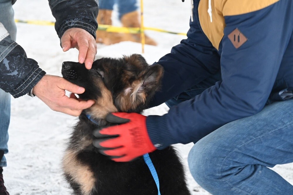 Charytatywna Wystawa Mikołajkowa Owczarków Niemieckich. / fot. UM Ruda Śląska