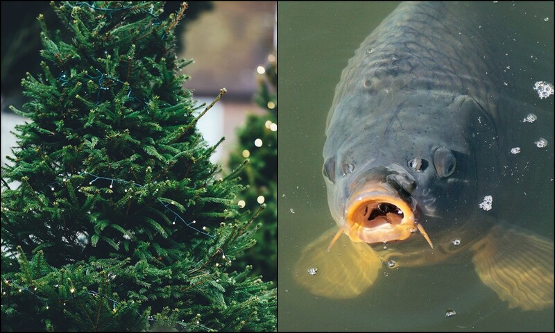 Co warto wiedzieć o choince i karpiu przed świętami?