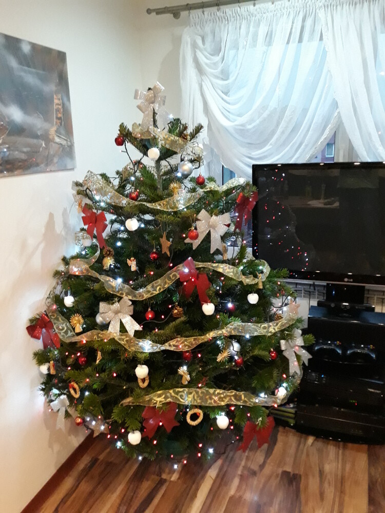 Nasza pierwsza żywa choinka
Autor: Milic Marcin