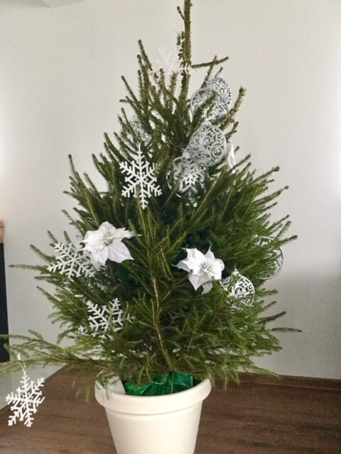 Nie ma jak zapach choinki
Autor: Godlewska-Rajwa Justyna