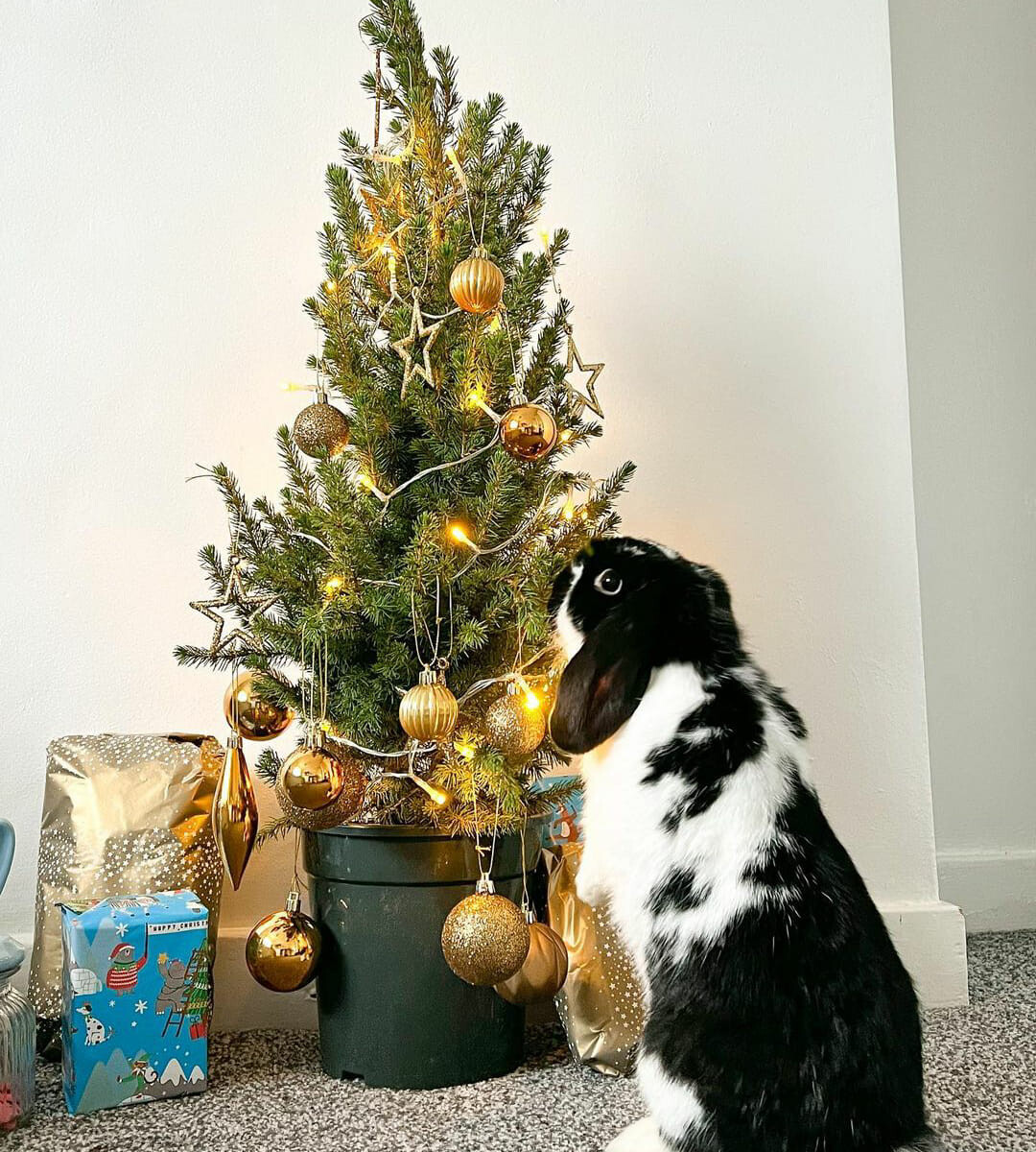 Tradycyjnie już jak co roku na Facebooku RudaSlaska.com.pl poprosiliśmy naszych czytelników, aby wysłali nam zdjęcia swoich choinek bożonarodzeniowych. Odzew był bardzo pozytywny. Zobaczcie stworzoną galerię ozdobionych drzewek!