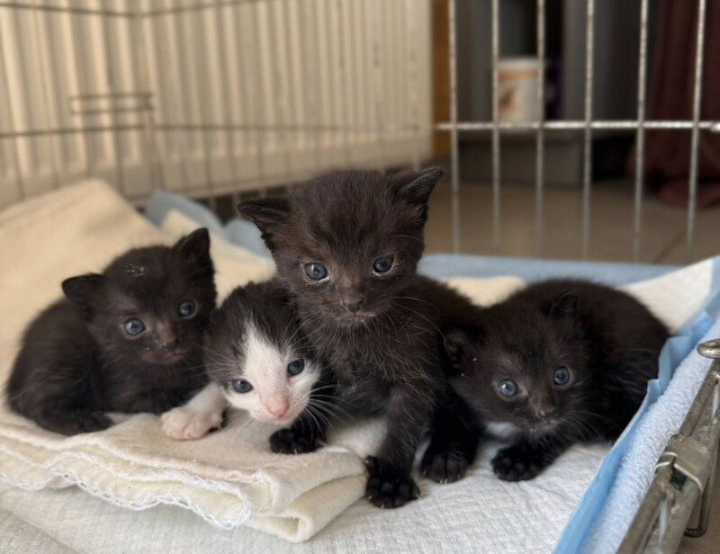 Cztery małe kocięta w kartonie porzucone na śmietniku. Schronisko prosi o pomoc