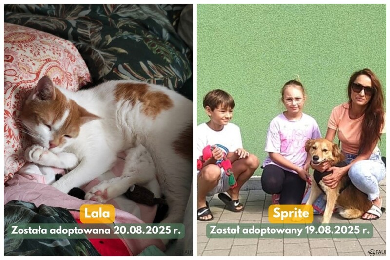 Czworonogi w nowych domach – sprawdź adopcyjne podsumowanie tygodnia!