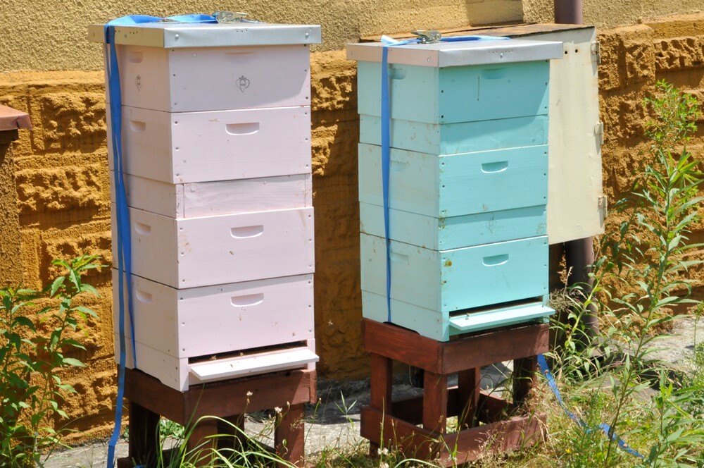 Daniele w Czarnym Lesie