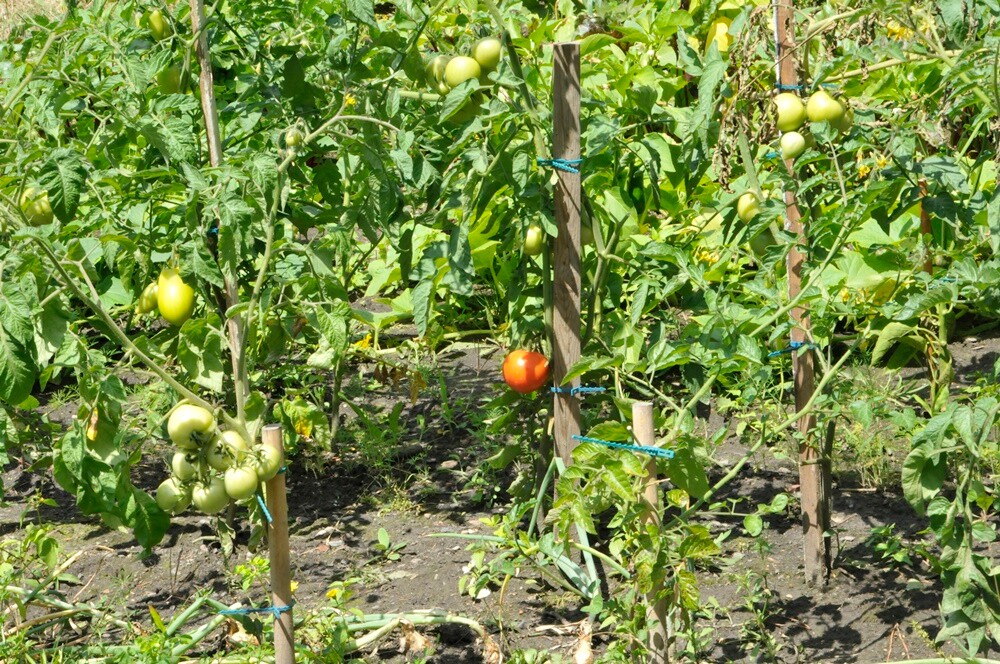 Daniele w Czarnym Lesie