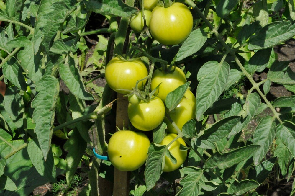 Daniele w Czarnym Lesie