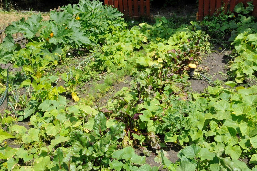 Daniele w Czarnym Lesie