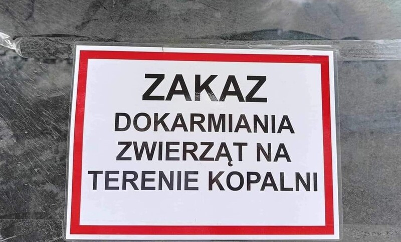Dlaczego na kopalni Halemba zakazano dokarmiania zwierząt?