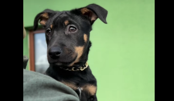 Do "Fauny" trafił kolejny szczeniak. Tym razem malucha znaleziono w śmietniku