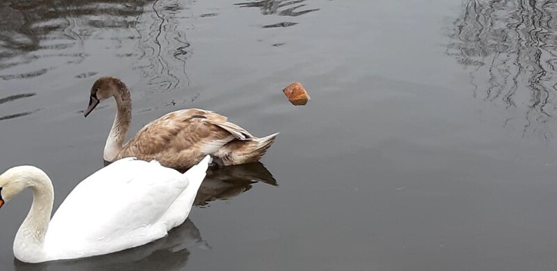 Do rozlewiska wrzucono całe bochenki chleba. Sprawą zajęła się Straż Miejska
