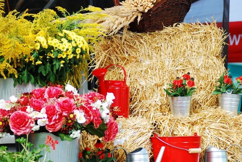 Dożynki 2019 w Rudzie Śląskiej dobiegły końca. W tym roku odbyła się druga edycja imprezy, podczas której działkowcy z rudzkich ogrodów podziękowali za plony. Świętowanie rozpoczęto 1 września od uroczystej mszy świętej w kościele pw. św. Wawrzyńca i św. Antoniego. Następnie sprzed świątyni wyruszył barwny korowód dożynkowy tworzony m.in. przez Orkiestrę Dętą KWK Halemba pod dyrekcją Piotra Szczygioła, Ochotniczą Straż Pożarną, przedstawicieli ogrodów działkowych, rolników i władz miasta. Pochód pomaszerował na tereny targowe w dzielnicy Wirek, gdzie miały miejsce główne uroczystości, a ich głównym punktem był wybór najpiękniejszej wystawy plonów.