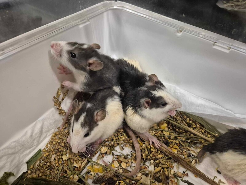 Dramatyczna interwencja w Rudzie Śląskiej – dziewięć szczurków porzuconych na mrozie