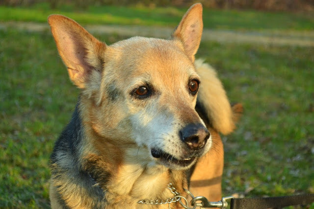 Dżeki - Adoptowany!