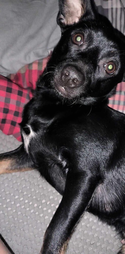 Dzień Kundelka 2024. / fot. Czytelnicy