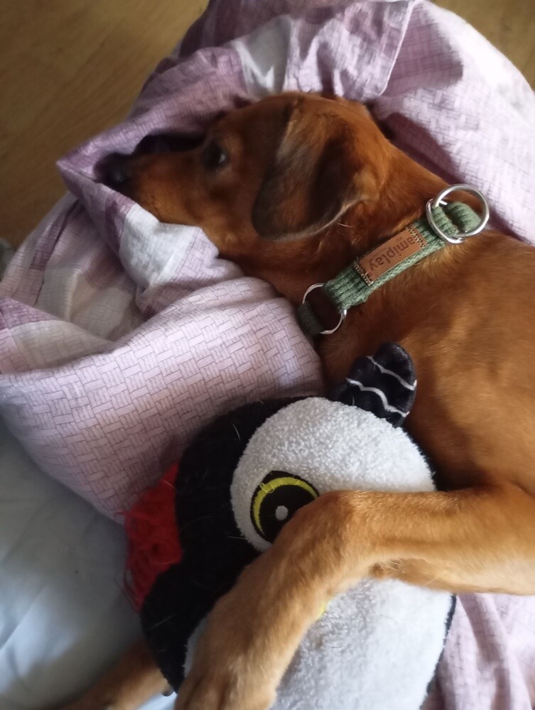 Dzień Kundelka 2024. / fot. Czytelnicy