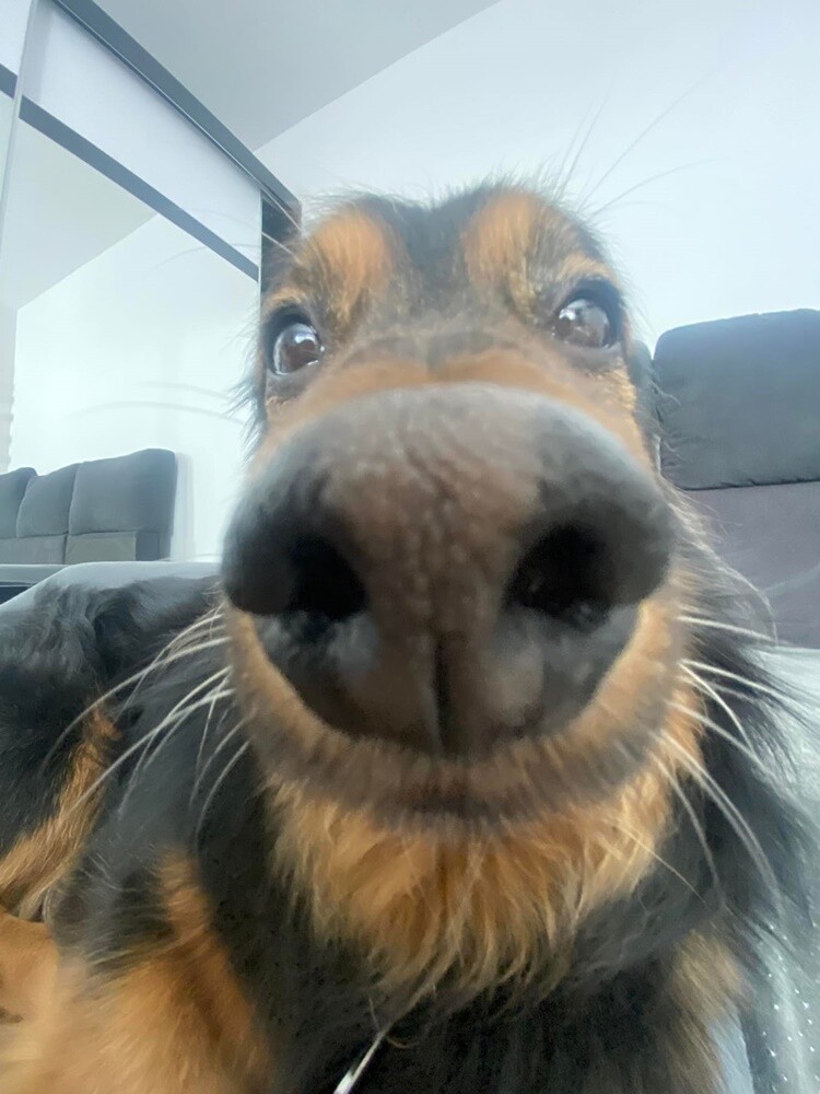 Dzień Kundelka 2024. / fot. Czytelnicy