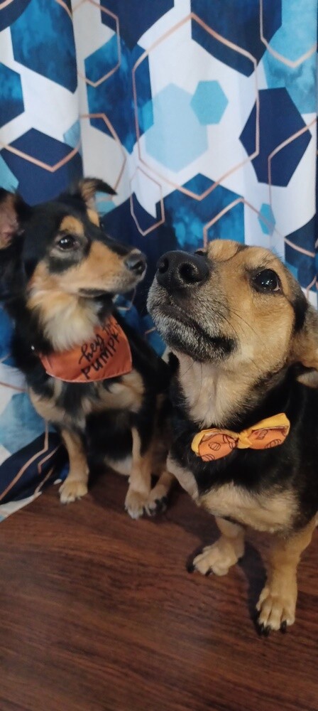 Dzień Kundelka 2024. / fot. Czytelnicy