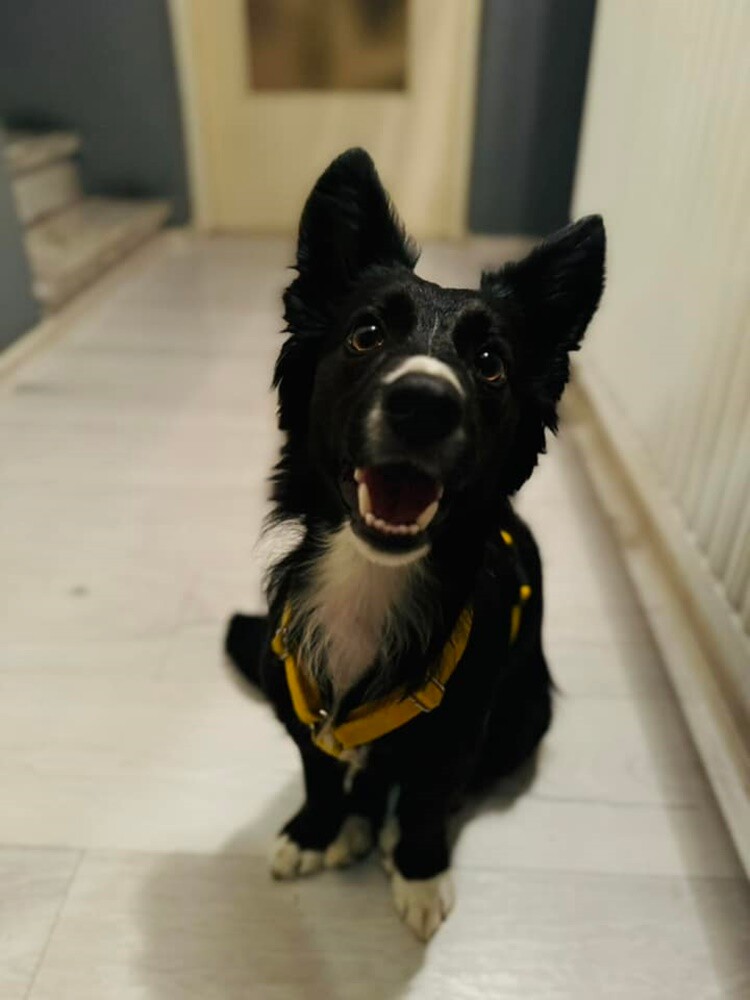 Dzień Kundelka 2024. / fot. Czytelnicy