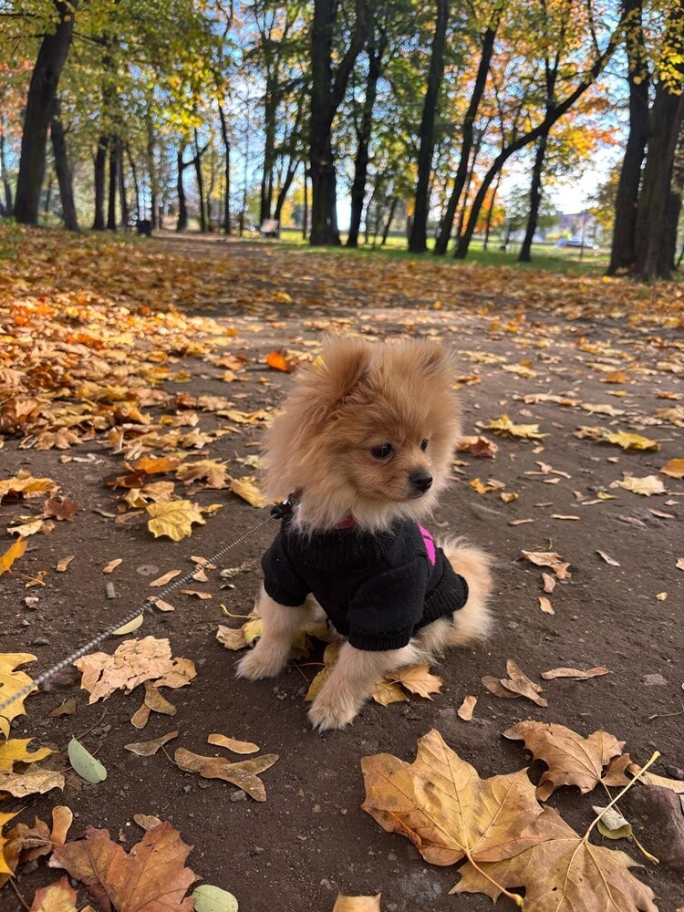 Dzień Kundelka 2024. / fot. Czytelnicy