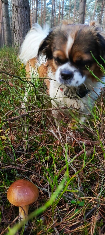 Dzień Kundelka 2024. / fot. Czytelnicy