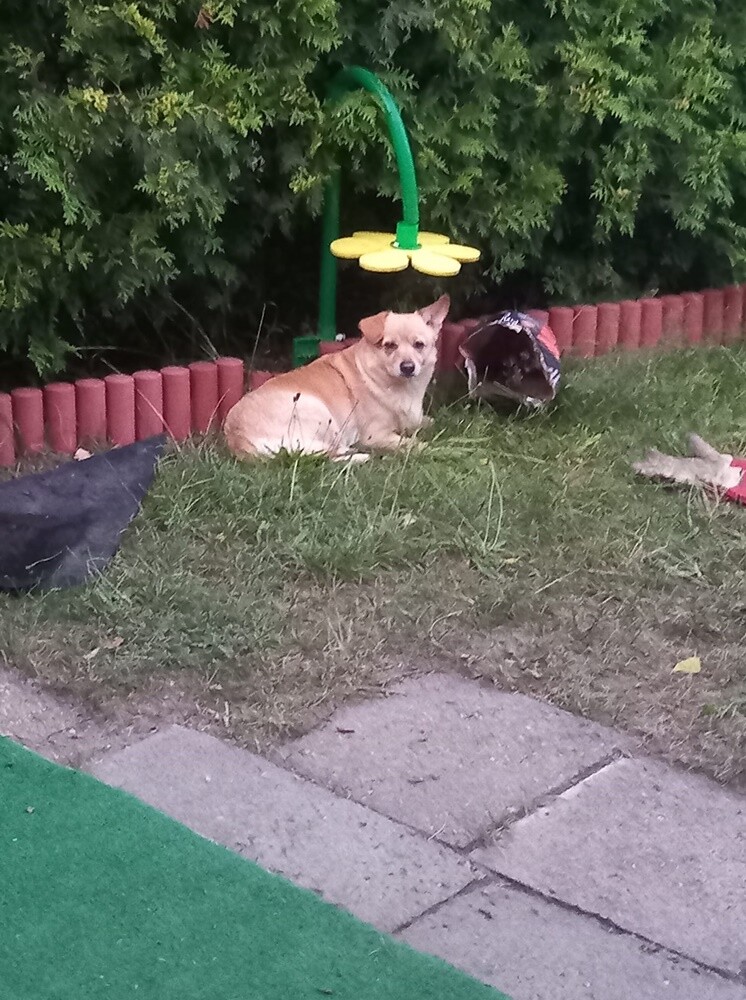 Dzień Kundelka 2024. / fot. Czytelnicy