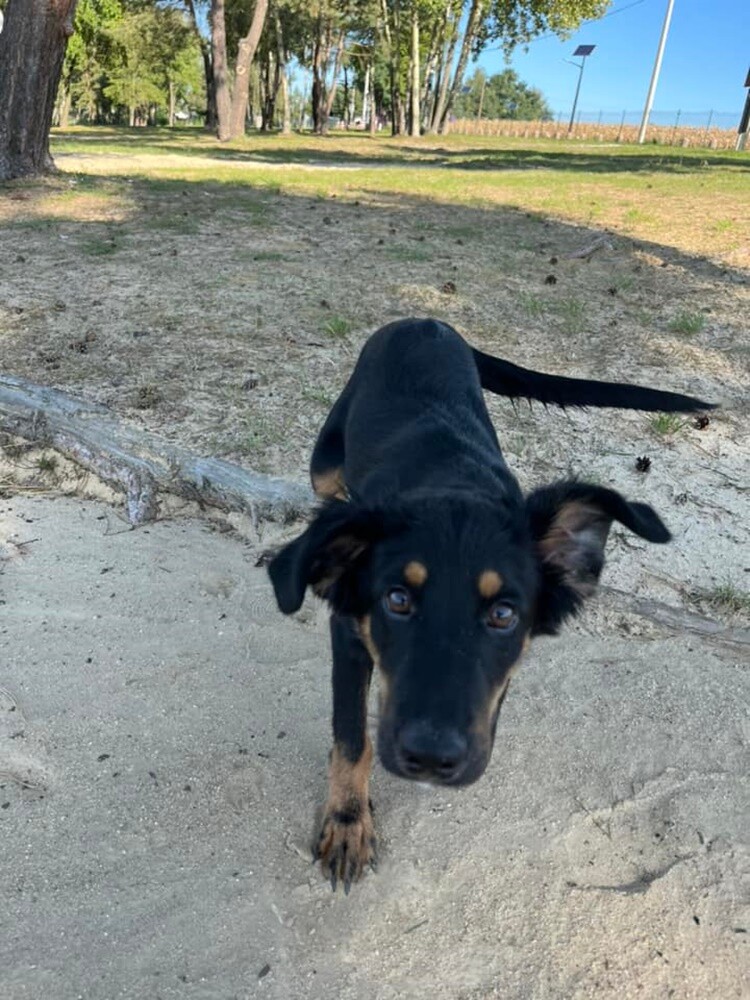 Dzień Kundelka 2024. / fot. Czytelnicy