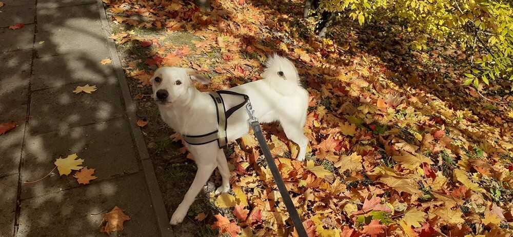 Dzień Kundelka 2024. / fot. Czytelnicy