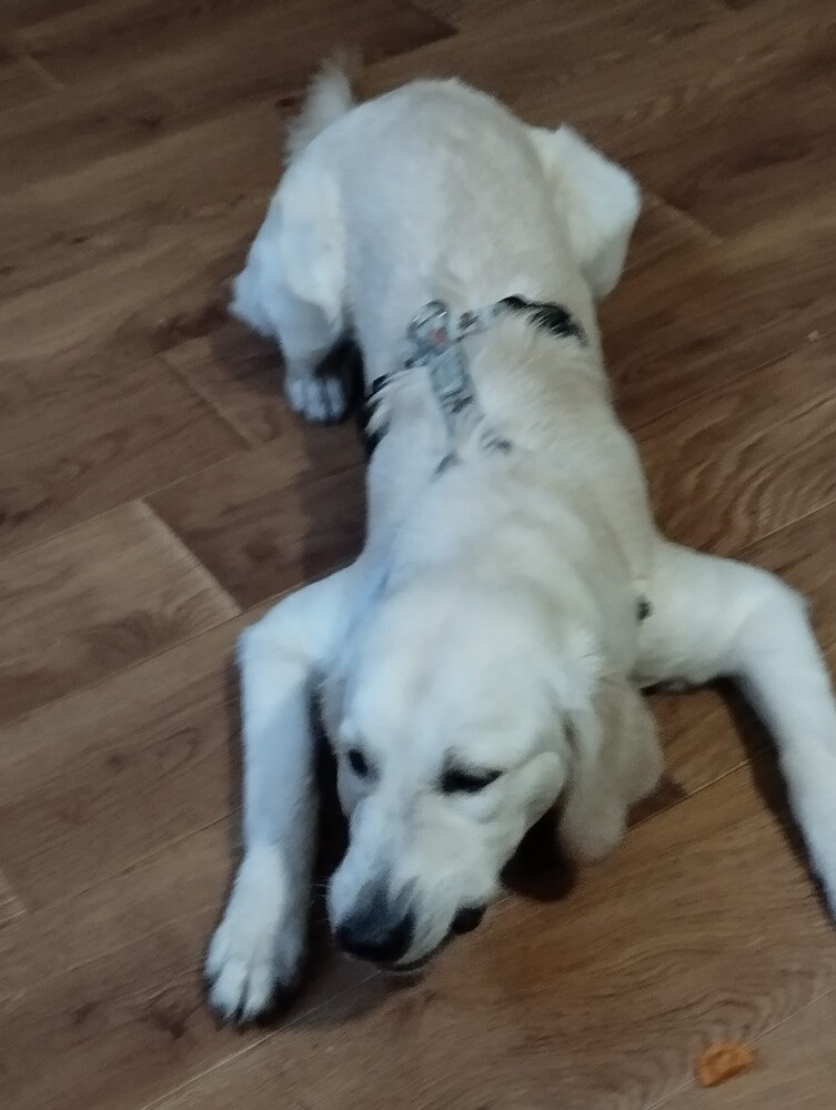 Dzień Kundelka 2024. / fot. Czytelnicy