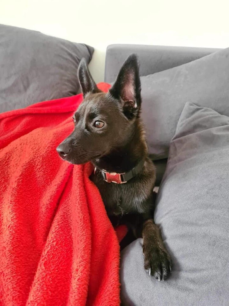 Dzień Kundelka 2024. / fot. Czytelnicy