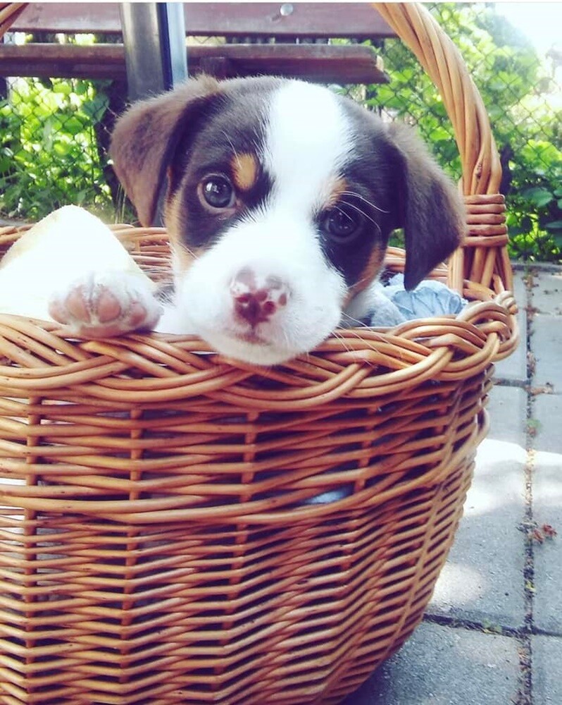 Dzień Kundelka 2024. / fot. Czytelnicy