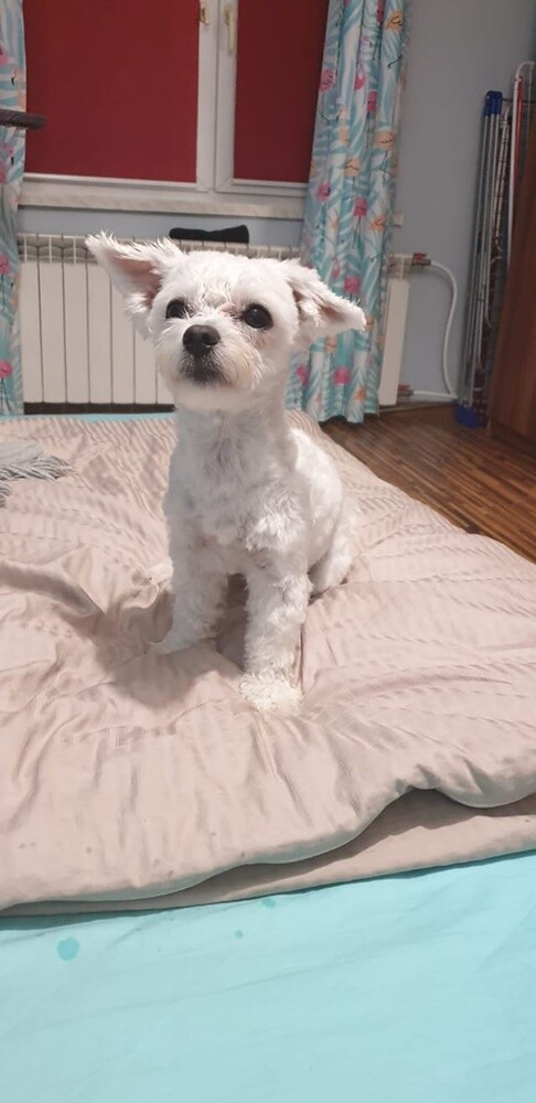 Dzień Kundelka 2024. / fot. Czytelnicy