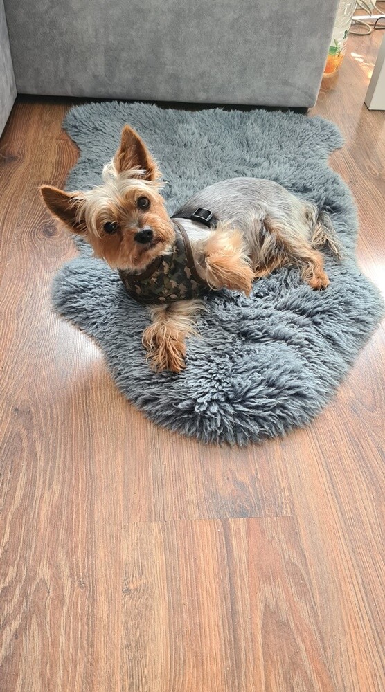 Dzień Kundelka 2024. / fot. Czytelnicy