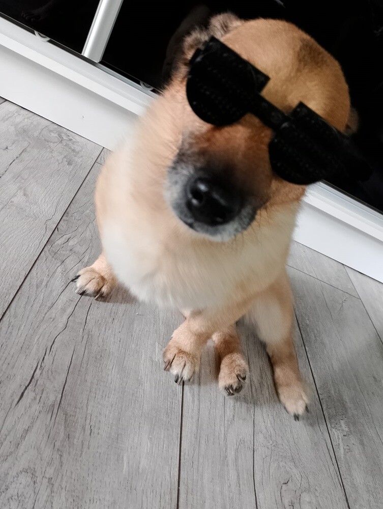 Dzień Kundelka 2024. / fot. Czytelnicy