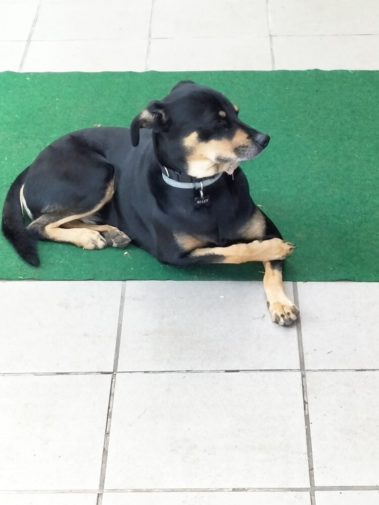 Dzień Kundelka 2024. / fot. Czytelnicy