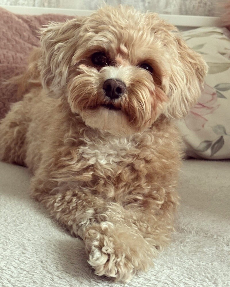 Dzień Kundelka 2024. / fot. Czytelnicy