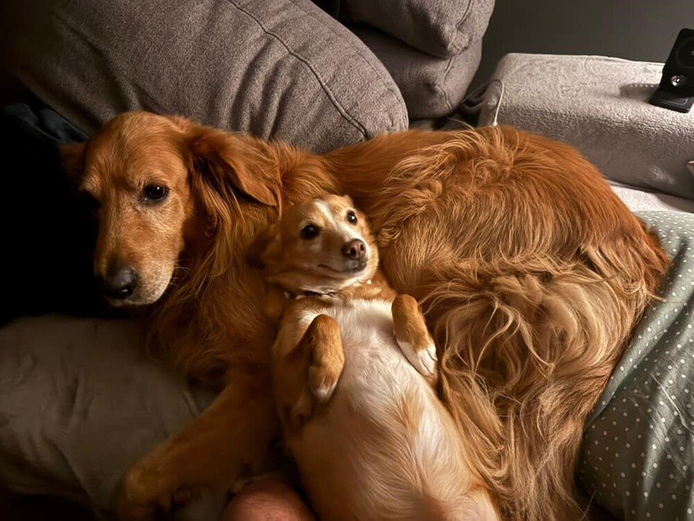 Dzień Kundelka 2024. / fot. Czytelnicy